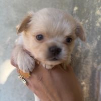 Chihuahua femelle poils long #1