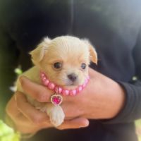 Chihuahua femelle poils long