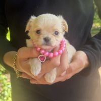 Chihuahua femelle poils long #3