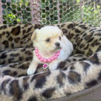 Chihuahua femelle poils long #4