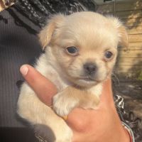 Chihuahua femelle poils long