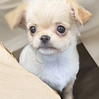 Disponible chihuahua femelle poils long