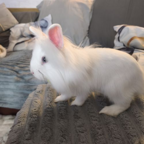 Lapins nains angora #1