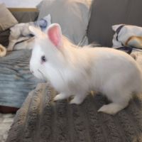 Lapins nains angora #1