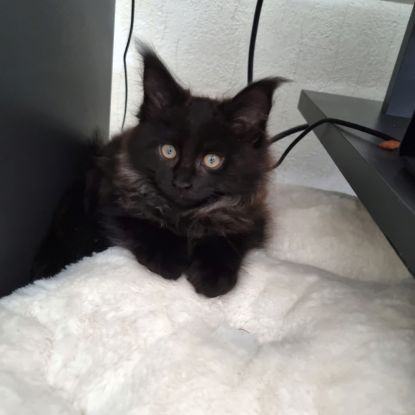 Propose saillie de mon mâle #2