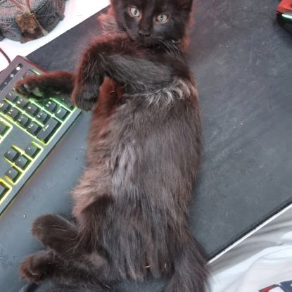 Propose saillie de mon mâle #3