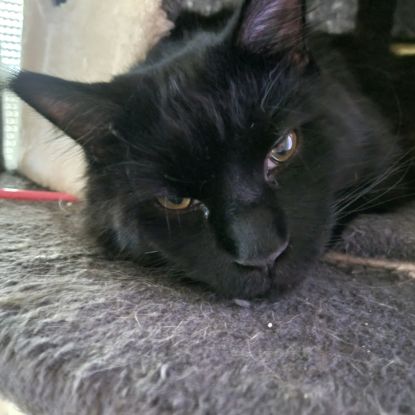 Propose saillie de mon mâle #4