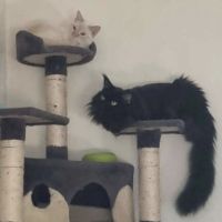 Propose saillie de mon mâle #1