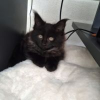 Propose saillie de mon mâle #2