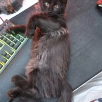 Propose saillie de mon mâle #3