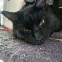 Propose saillie de mon mâle #4