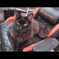 Propose saillie de mon mâle #0