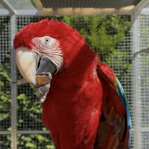 Couple ara chloroptère #1