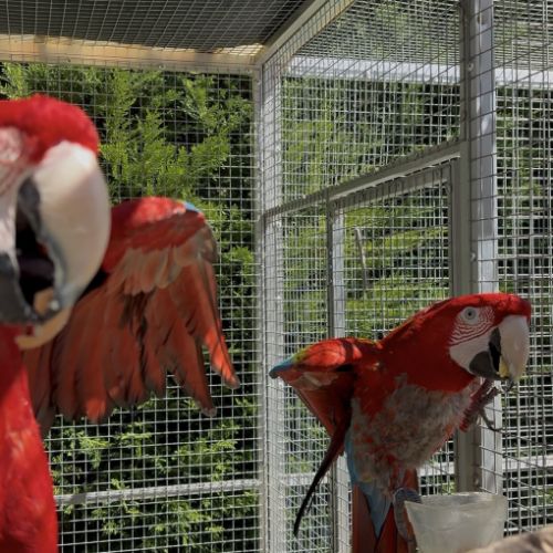 Couple ara chloroptère #0