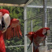 Couple ara chloroptère