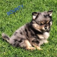 Chiot pomchi