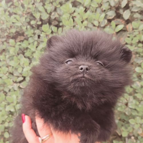 Spitz nain pomenarien #1