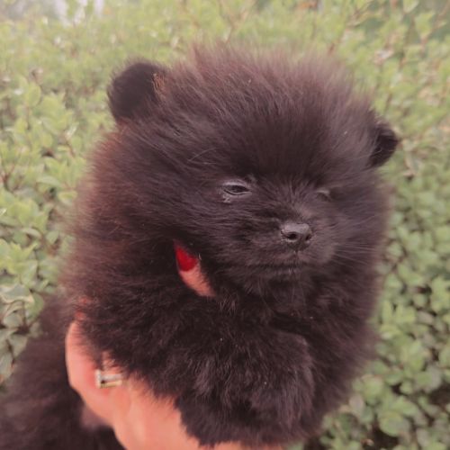 Spitz nain pomenarien #0