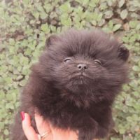 Spitz nain pomenarien #1