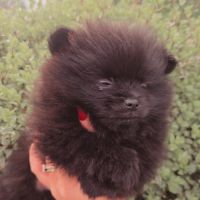 Spitz nain pomenarien