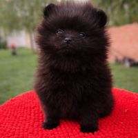 Spitz nain pomenarien #3