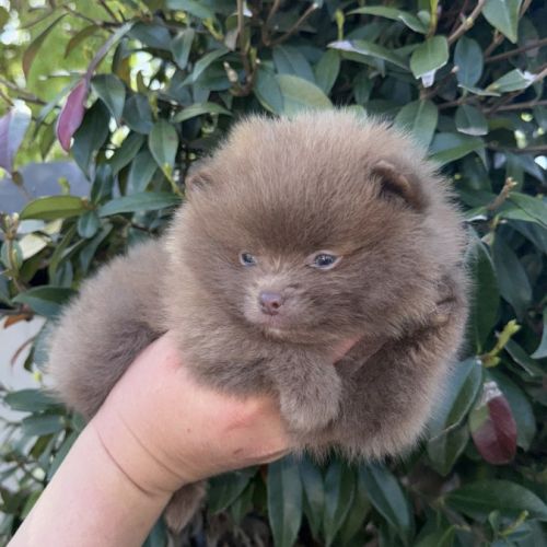 Spitz pomenarien nain #0