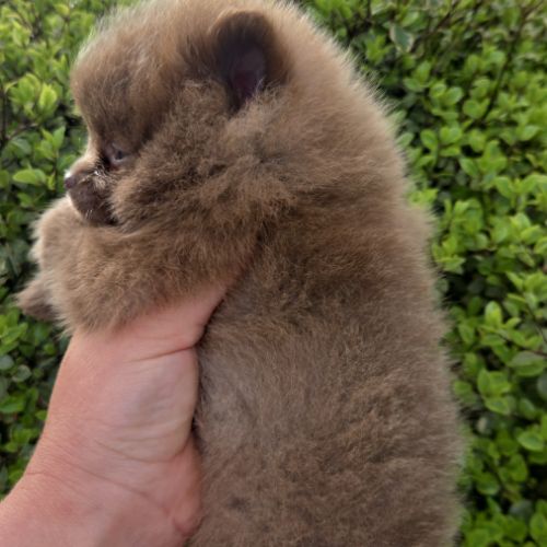 Spitz pomenarien nain #2