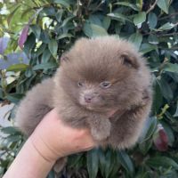 Spitz pomenarien nain