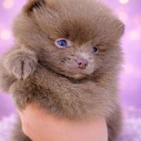 Spitz pomenarien nain #3