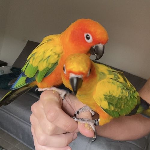 Conures soleil eam