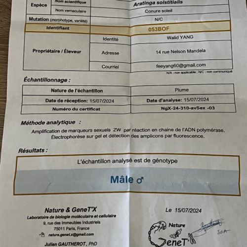 Conures soleil eam #4