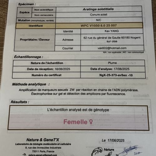 Conures soleil eam #5