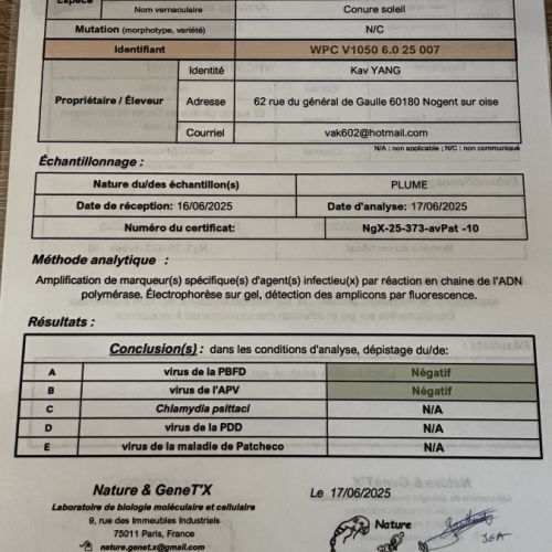 Conures soleil eam #6