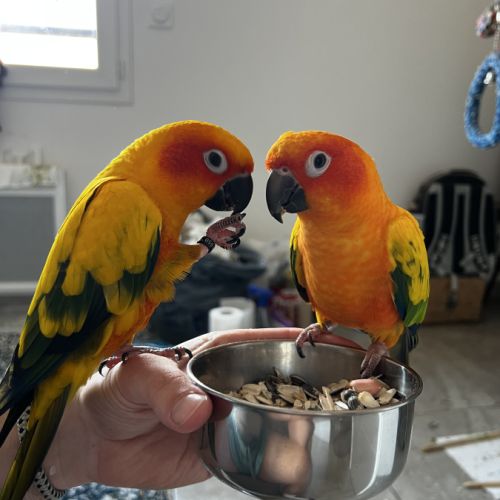 Conures soleil eam
