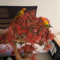 Conures soleil eam #1