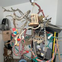 Conures soleil eam #3