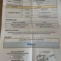 Conures soleil eam #4