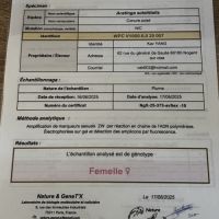 Conures soleil eam #5