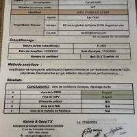 Conures soleil eam #6