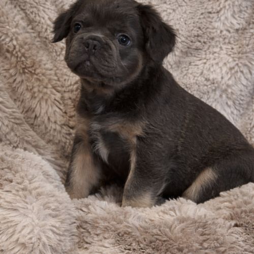 Bébés type bouledogue français fluffy pl #0