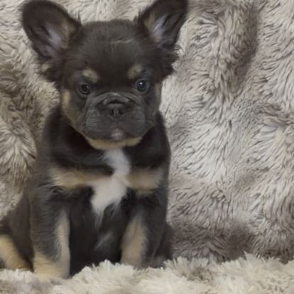 Bébés type bouledogue français fluffy pl #3