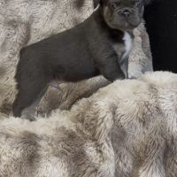Bébés type bouledogue français fluffy pl #2
