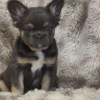 Bébés type bouledogue français fluffy pl #3