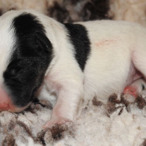 Chiots fox terrier à poil lisse lof disponibles #1