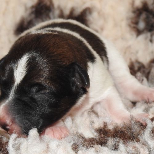 Chiots fox terrier à poil lisse lof disponibles #3