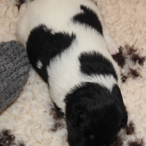 Chiots  femelle fox terrier  poil lisse lof #2