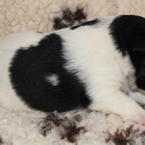 Chiots  femelle fox terrier  poil lisse lof #3