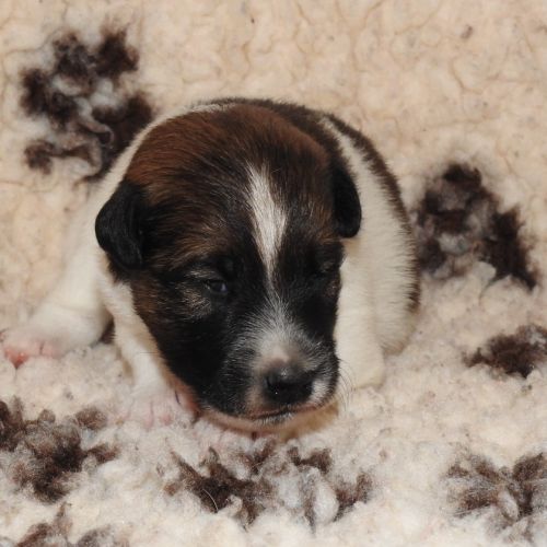 Chiots  femelle fox terrier  poil lisse lof