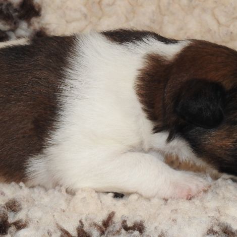 Chiots  femelle fox terrier  poil lisse lof #5