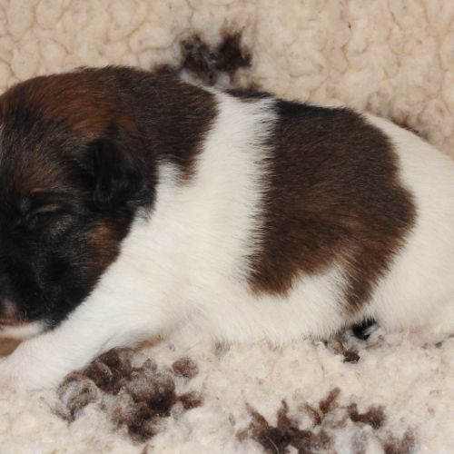Chiots  femelle fox terrier  poil lisse lof #7